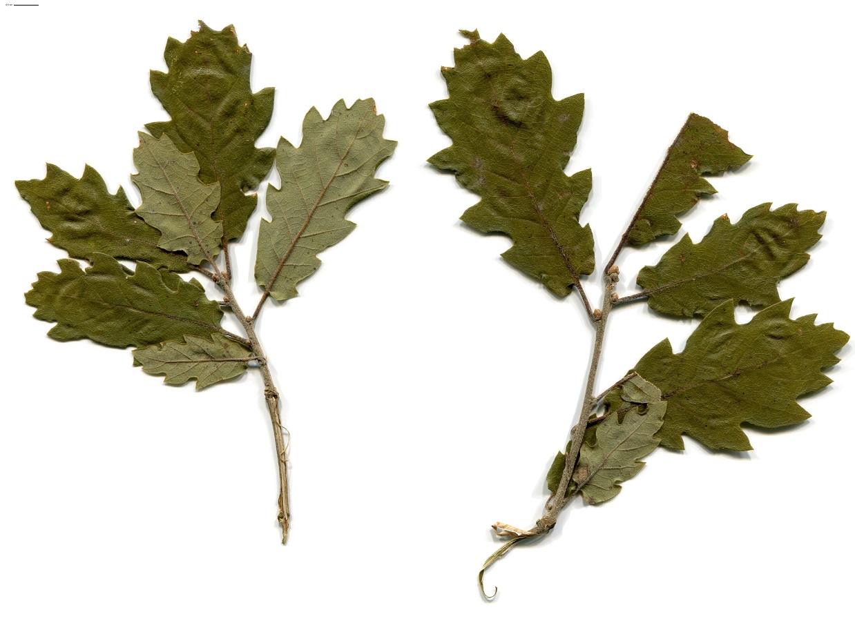 Quercus faginea subsp. faginea x Q. pubescens (Fagaceae)